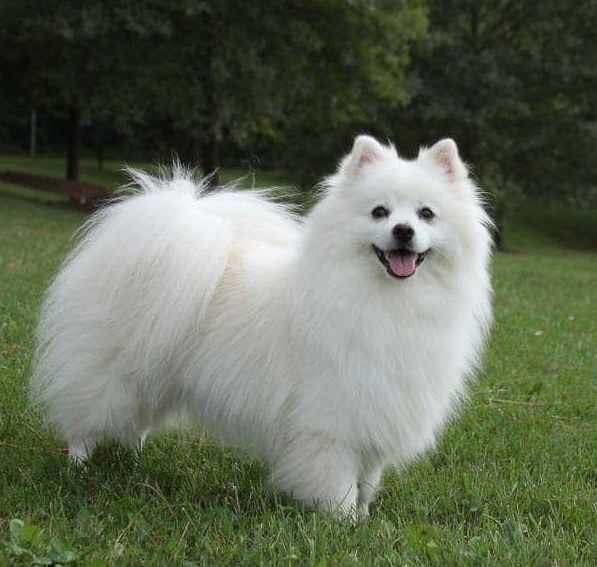 ESKİMO KÖPEĞİ